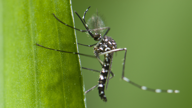 Chikungunya Fever Surge in Foshan: What You Need to Know 🦟 Chikungunya Fever Surge in Foshan: What You Need to Know 🦟