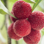 TY00YGJZUMI89ZRQTKP2 - 🌍NewspaperAmigo – Your Global News Buddy 🗞️ Guizhou’s Sweet-Tart Bayberry: China’s Summer Sensation 🍒✨