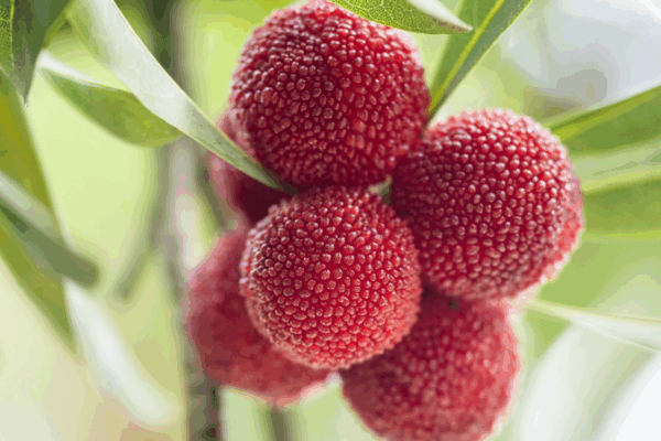 Guizhou’s Sweet-Tart Bayberry: China’s Summer Sensation 🍒✨ Guizhou’s Sweet-Tart Bayberry: China’s Summer Sensation 🍒✨