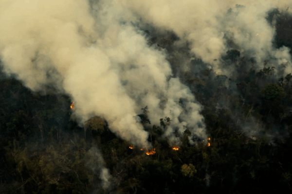 Amazon Alert: New Bill Threatens Accelerated Deforestation 🌳🔥 Amazon Alert: New Bill Threatens Accelerated Deforestation 🌳🔥 video poster