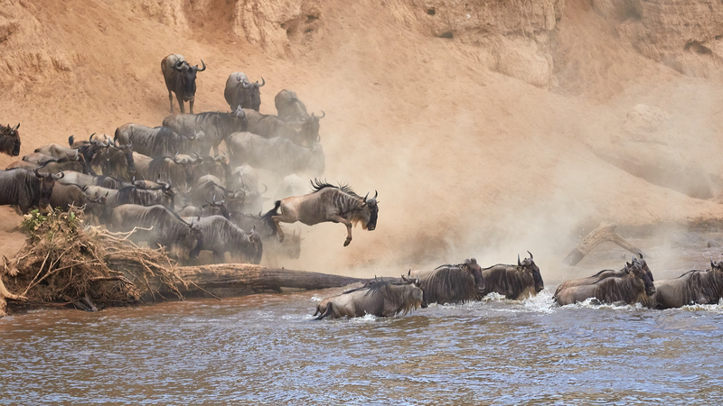 Kenya’s Wildebeest Migration Sparks Major Tourism Push 🦓🌍 Kenya’s Wildebeest Migration Sparks Major Tourism Push 🦓🌍