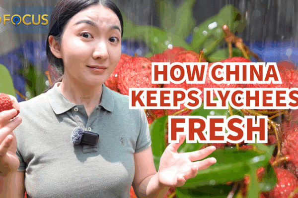 China’s Lychee Magic: From Farm to Global Shelves 🍒✈️ China's Lychee Magic: From Farm to Global Shelves 🍒✈️ video poster