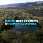 WBK916VOH4CQ7W83EZ7F - 🌍NewspaperAmigo – Your Global News Buddy 🗞️ Mexico’s Green Revolution: Restoring Ecosystems Takes Center Stage 🌱🇲🇽 video poster