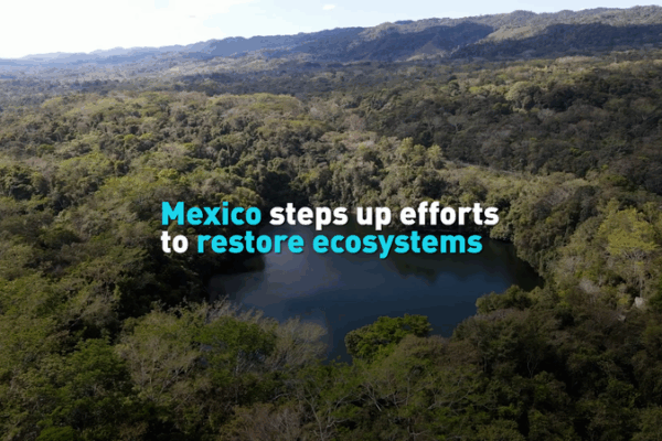 Mexico’s Green Revolution: Restoring Ecosystems Takes Center Stage 🌱🇲🇽 Mexico’s Green Revolution: Restoring Ecosystems Takes Center Stage 🌱🇲🇽 video poster