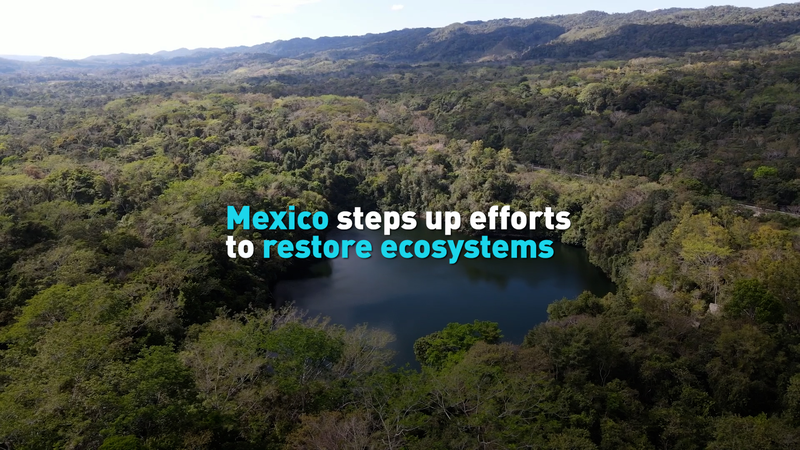 WBK916VOH4CQ7W83EZ7F - 🌍NewspaperAmigo – Your Global News Buddy 🗞️ Mexico’s Green Revolution: Restoring Ecosystems Takes Center Stage 🌱🇲🇽 video poster