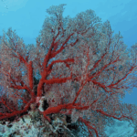 X2HYN65H8514NLK4D78N - 🌍NewspaperAmigo – Your Global News Buddy 🗞️ Hainan's Coral Reefs Bounce Back 🌊✨ Conservation Wins! video poster