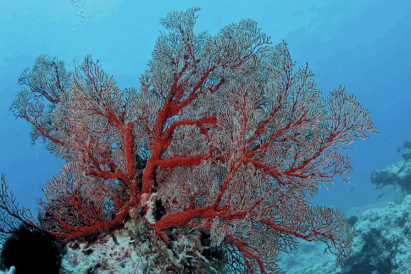 Hainan’s Coral Reefs Bounce Back 🌊✨ Conservation Wins! Hainan's Coral Reefs Bounce Back 🌊✨ Conservation Wins! video poster
