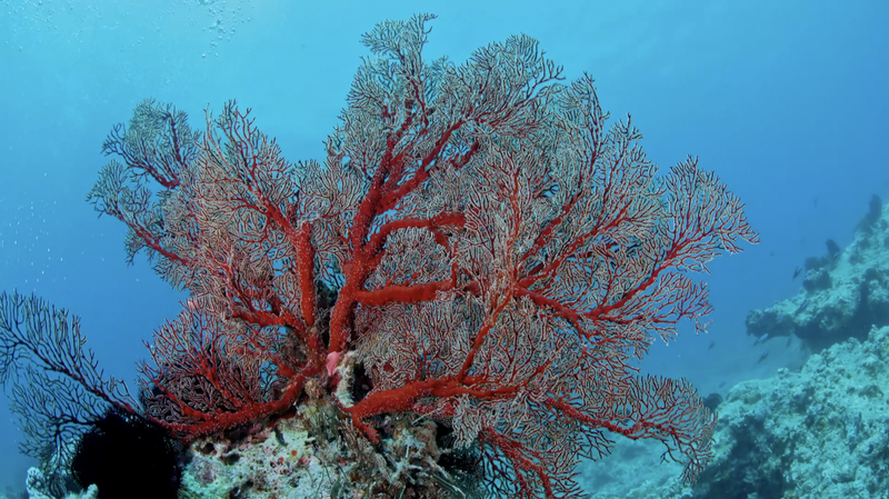 X2HYN65H8514NLK4D78N - 🌍NewspaperAmigo – Your Global News Buddy 🗞️ Hainan's Coral Reefs Bounce Back 🌊✨ Conservation Wins! video poster