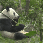 X4656I8O4Y3Z6QG9LWOX - 🌍NewspaperAmigo – Your Global News Buddy 🗞️ Mexico’s Beloved Panda Xin Xin Celebrates Milestone 35th Birthday 🎉🐼 video poster