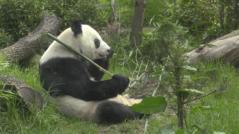 Mexico’s Beloved Panda Xin Xin Celebrates Milestone 35th Birthday 🎉🐼 video poster