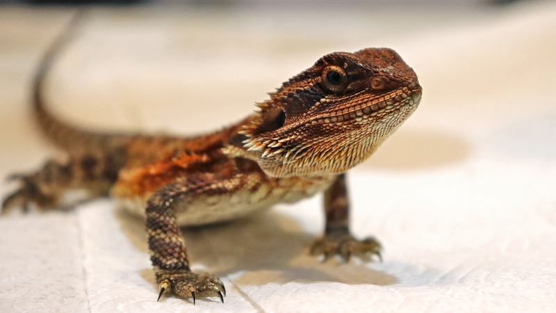 Fast Lizards Die Younger: Speed Isn’t Everything in the Wild 🦎💨 Fast Lizards Die Younger: Speed Isn’t Everything in the Wild 🦎💨