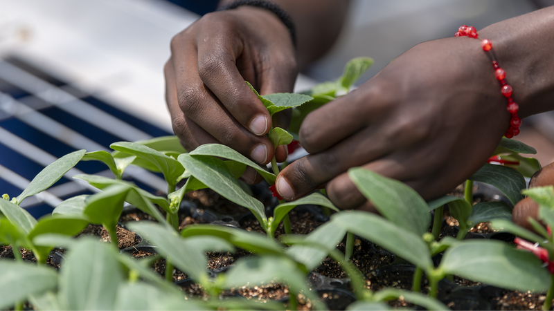 🌱 Youth Power Fuels China-Africa Green Revolution 🌍 🌱 Youth Power Fuels China-Africa Green Revolution 🌍