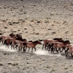 0QPP4YQU49AB5ITLXDBG - 🌍NewspaperAmigo – Your Global News Buddy 🗞️ China's Wild Horse Comeback: 900 Przewalski's Horses Thriving 🌍🐎 video poster