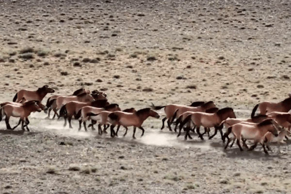China’s Wild Horse Comeback: 900 Przewalski’s Horses Thriving 🌍🐎 China's Wild Horse Comeback: 900 Przewalski's Horses Thriving 🌍🐎 video poster