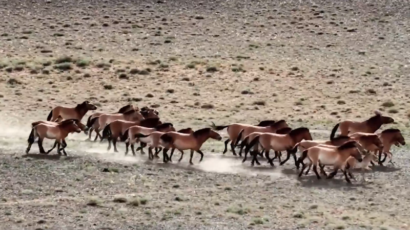 China's Wild Horse Comeback: 900 Przewalski's Horses Thriving 🌍🐎 video poster
