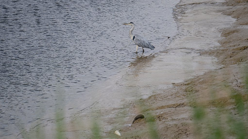 Sunlight-Powered Breakthrough Turns Toxic 'Forever Chemicals' into Fluoride 🌞💧🔬