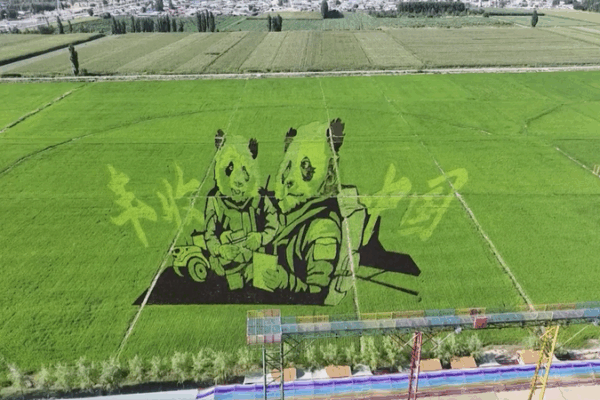 Rice Paddy Art Blooms in Xinjiang ๐พ๐จ Rice Paddy Art Blooms in Xinjiang ๐พ๐จ video poster