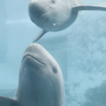 2NPJTAVVNEKSOQ4YJ7OV - 🌍NewspaperAmigo – Your Global News Buddy 🗞️ Smiles Return to the Yangtze: Critically Endangered Porpoises Make a Comeback 🐬✨ video poster