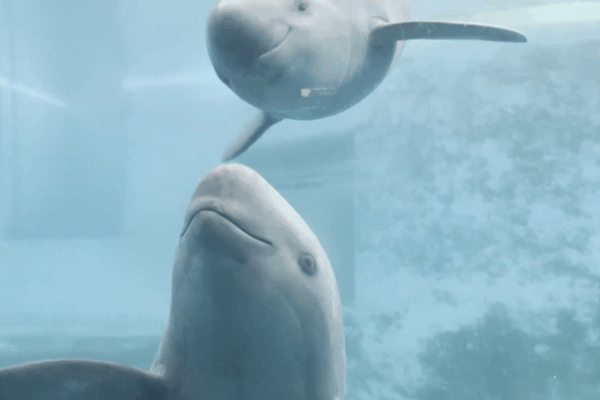 Smiles Return to the Yangtze: Critically Endangered Porpoises Make a Comeback 🐬✨ Smiles Return to the Yangtze: Critically Endangered Porpoises Make a Comeback 🐬✨ video poster