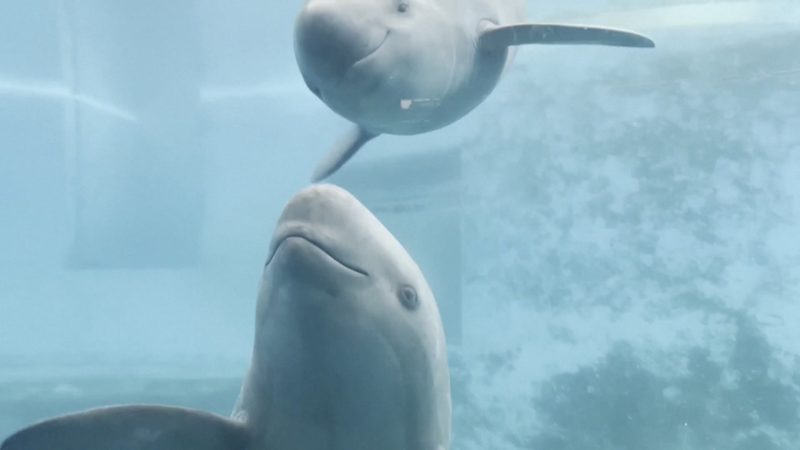 Smiles Return to the Yangtze: Critically Endangered Porpoises Make a Comeback 🐬✨ video poster