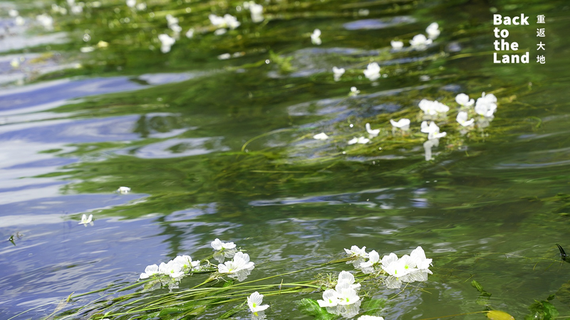 Lugu Lake’s Magical Water Blossoms: Nature’s Delicate Dance 🌸💧 Lugu Lake's Magical Water Blossoms: Nature’s Delicate Dance 🌸💧