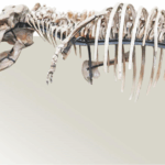 3O20G7VWFCL397410X64 - 🌍NewspaperAmigo – Your Global News Buddy 🗞️ China's Dino Giant Rivals T. Rex 'Sue' in Epic Fossil Find 🦖✨