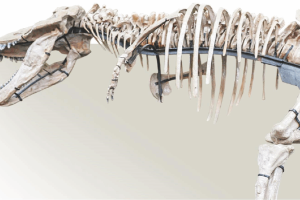 China’s Dino Giant Rivals T. Rex ‘Sue’ in Epic Fossil Find 🦖✨ China's Dino Giant Rivals T. Rex 'Sue' in Epic Fossil Find 🦖✨