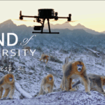 Monkeys Get High-Tech 'Face ID' in Conservation Breakthrough 🐒🔍 video poster