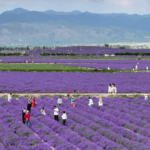 From Dust to Lavender: How a Xinjiang Village Blossomed 🌸💼