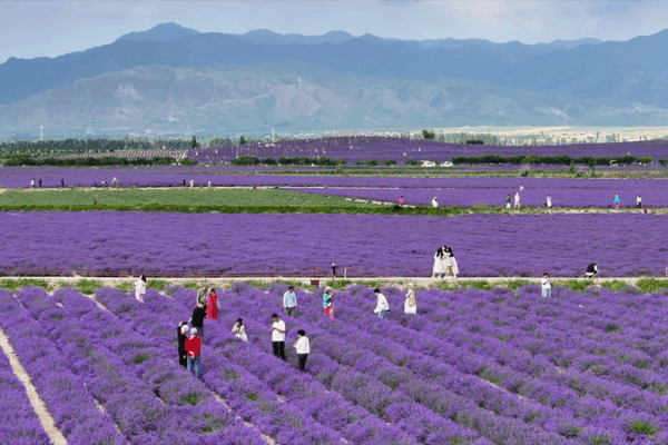From Dust to Lavender: How a Xinjiang Village Blossomed 🌸💼 From Dust to Lavender: How a Xinjiang Village Blossomed 🌸💼