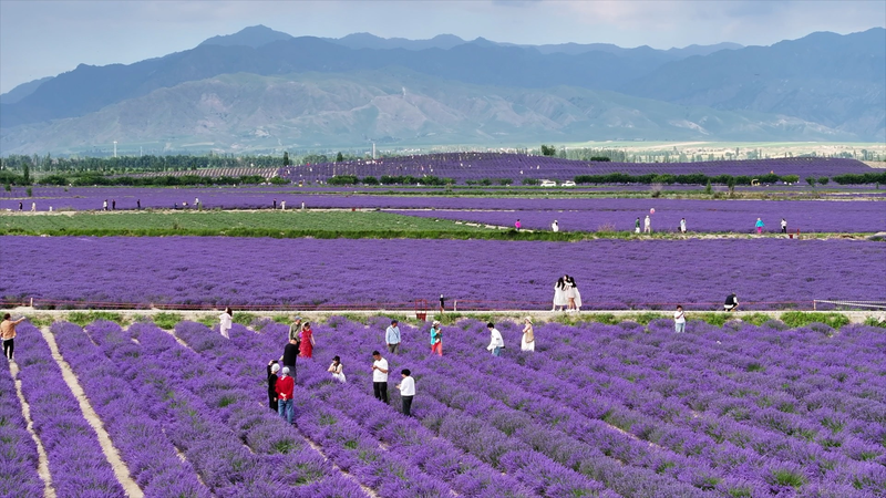 41V9KHS0G6NCO2TV4PDH - 🌍NewspaperAmigo – Your Global News Buddy 🗞️ From Dust to Lavender: How a Xinjiang Village Blossomed 🌸💼