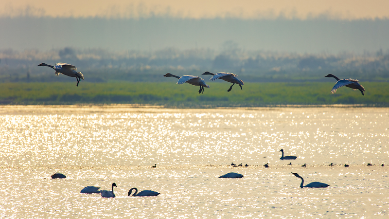 China’s Dongting Lake Becomes Bird Conservation Hotspot 🦢🌿 China’s Dongting Lake Becomes Bird Conservation Hotspot 🦢🌿