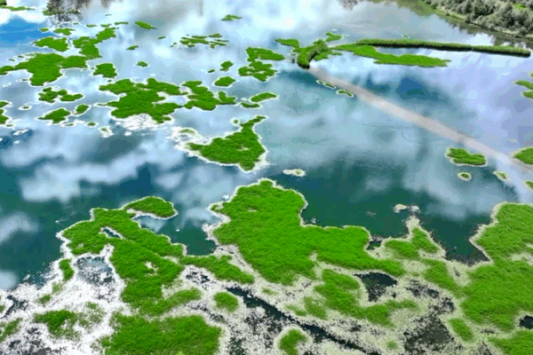 ๐ฟ Scientists Reveal Secrets of Xizang’s ‘Lungs of Lhasa’ Wetland! ๐ฟ Scientists Reveal Secrets of Xizang's 'Lungs of Lhasa' Wetland! video poster