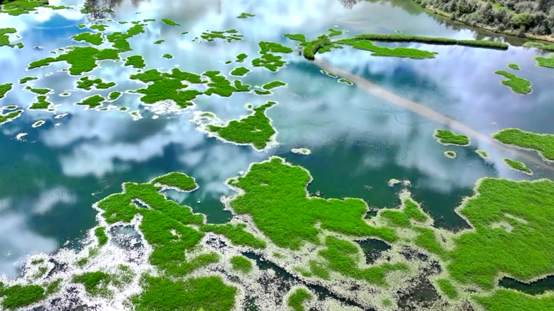 🌿 Scientists Reveal Secrets of Xizang's 'Lungs of Lhasa' Wetland! video poster