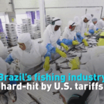 4TUBZCGMFZ6NVZ1DWP9P - 🌍NewspaperAmigo – Your Global News Buddy 🗞️ U.S. Tariffs Rock Brazil’s Fishing Industry 🎣💥 video poster