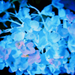 5LHGY1HQ84R50S8VYH3T - 🌍NewspaperAmigo – Your Global News Buddy 🗞️ 🌸 Blossoming China Premieres: Flowers, Culture & Economy Take Center Stage!