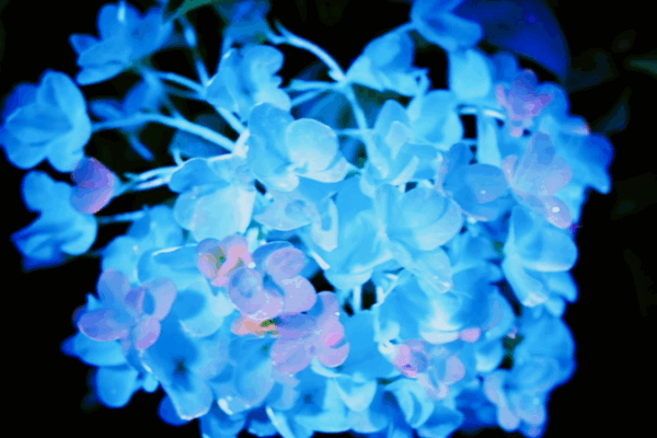 5LHGY1HQ84R50S8VYH3T - 🌍NewspaperAmigo – Your Global News Buddy 🗞️ 🌸 Blossoming China Premieres: Flowers, Culture & Economy Take Center Stage!