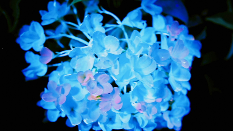 🌸 Blossoming China Premieres: Flowers, Culture & Economy Take Center Stage!