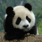 China Secures Future for 5 National Parks 🌳🏞️