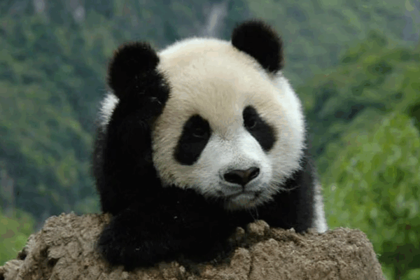 China Secures Future for 5 National Parks ๐ณ๐๏ธ China Secures Future for 5 National Parks ๐ณ๐๏ธ