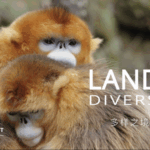 68L9R64WY6HVUZOBY4CX - 🌍NewspaperAmigo – Your Global News Buddy 🗞️ Who’s the Boss? 🐒 Golden Snub-Nosed Monkeys Have Girl Power! video poster