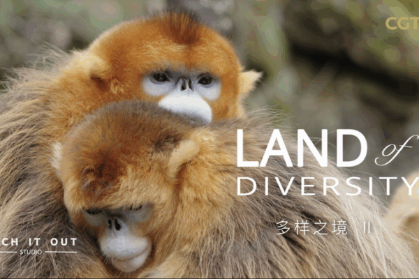 Who’s the Boss? 🐒 Golden Snub-Nosed Monkeys Have Girl Power! Who’s the Boss? 🐒 Golden Snub-Nosed Monkeys Have Girl Power! video poster