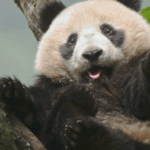 69L627IOYNSZ1X7COX9Y - 🌍NewspaperAmigo – Your Global News Buddy 🗞️ 🌿 China’s National Park Forum Unveils Eco Breakthroughs & Green Innovations 🐼