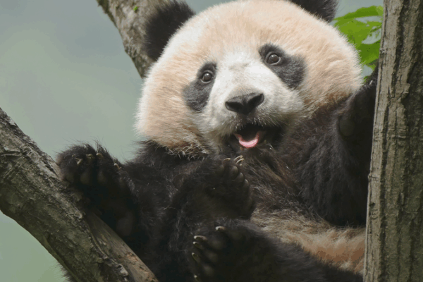 🌿 China’s National Park Forum Unveils Eco Breakthroughs & Green Innovations 🐼 🌿 China’s National Park Forum Unveils Eco Breakthroughs & Green Innovations 🐼