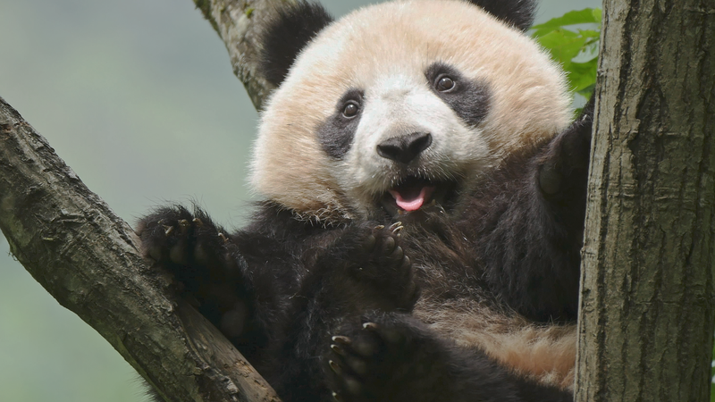 69L627IOYNSZ1X7COX9Y - 🌍NewspaperAmigo – Your Global News Buddy 🗞️ 🌿 China’s National Park Forum Unveils Eco Breakthroughs & Green Innovations 🐼