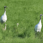 6AASRDQBJB7MALLS701J - 🌍NewspaperAmigo – Your Global News Buddy 🗞️ Heilongjiang Wetlands: A Birdwatcher’s Paradise with 250+ Species 🌿🐦 video poster