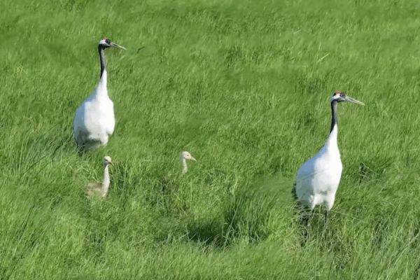 Heilongjiang Wetlands: A Birdwatcher’s Paradise with 250+ Species 🌿🐦 Heilongjiang Wetlands: A Birdwatcher’s Paradise with 250+ Species 🌿🐦 video poster
