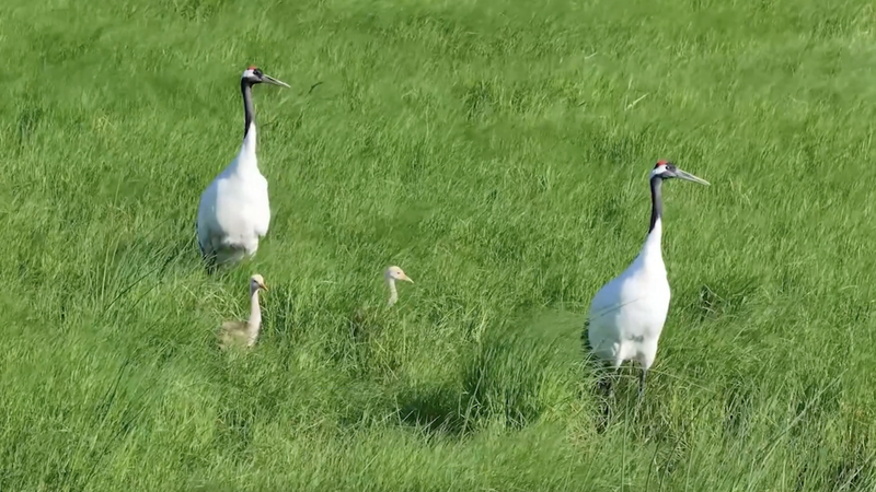 6AASRDQBJB7MALLS701J - 🌍NewspaperAmigo – Your Global News Buddy 🗞️ Heilongjiang Wetlands: A Birdwatcher’s Paradise with 250+ Species 🌿🐦 video poster