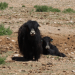 6UBSN9KT3ZWER8414EHW - 🌍NewspaperAmigo – Your Global News Buddy 🗞️ High-Tech Herding: Xizang’s Smart Ranch Revolution 🐑💡