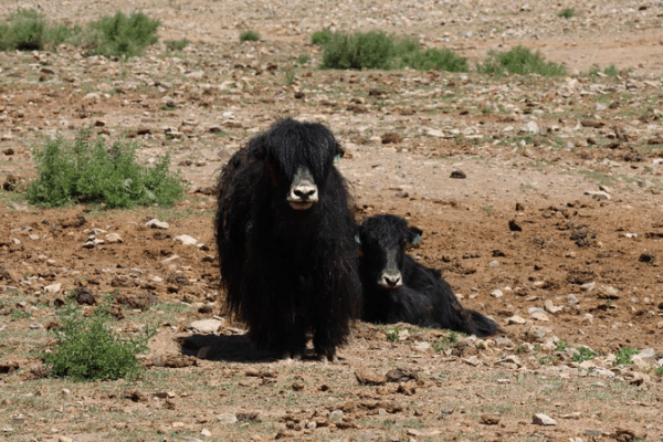 High-Tech Herding: Xizang’s Smart Ranch Revolution 🐑💡 High-Tech Herding: Xizang’s Smart Ranch Revolution 🐑💡